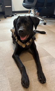 Rufus Rufus